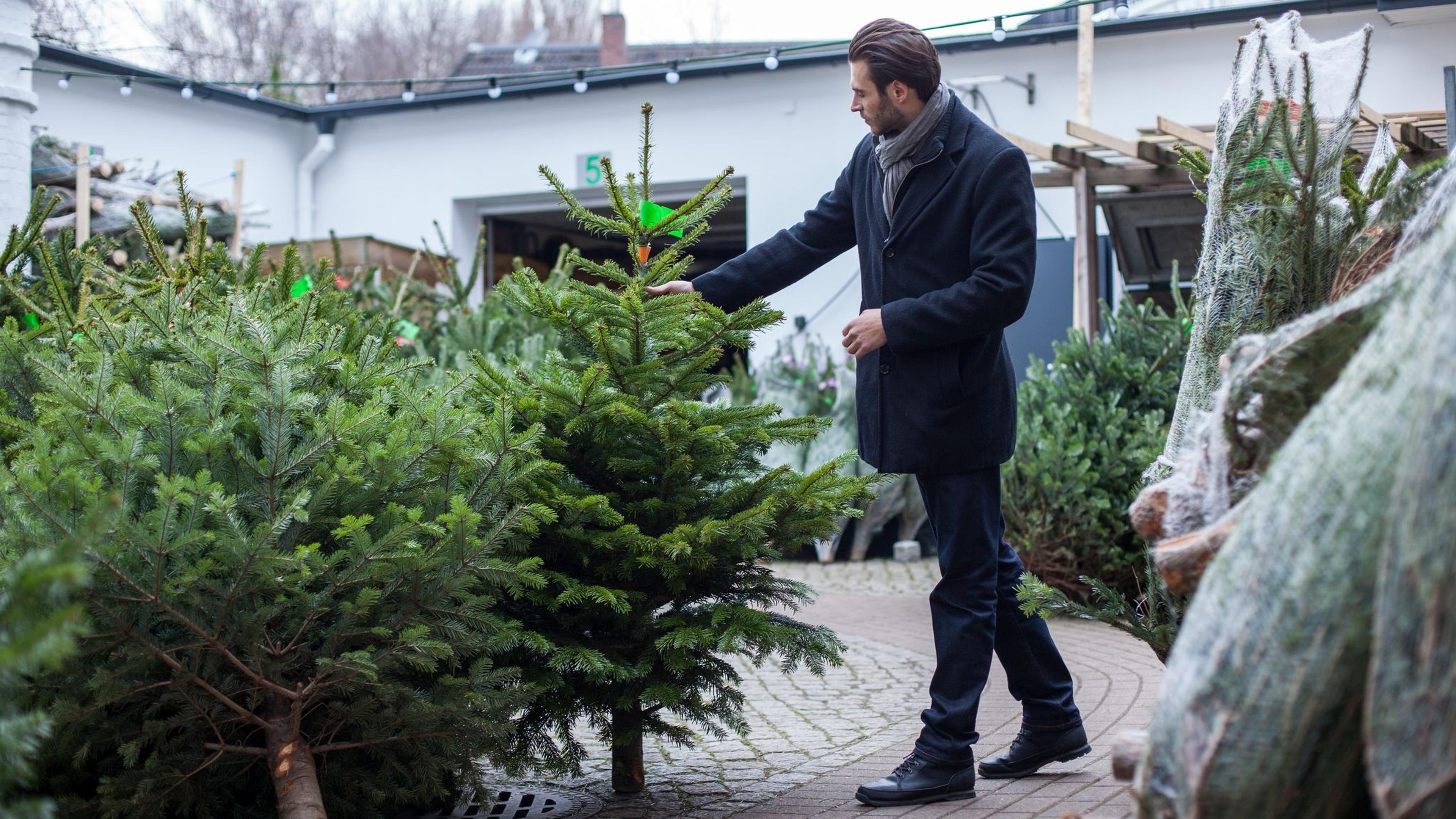 So bleibt Ihr Weihnachtsbaum länger frisch Aachener Zeitung